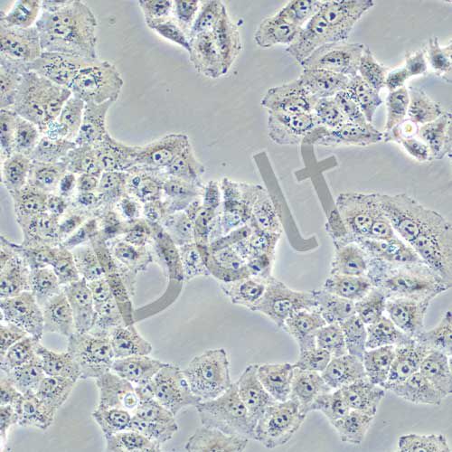 LTPA 小鼠胰腺癌細(xì)胞