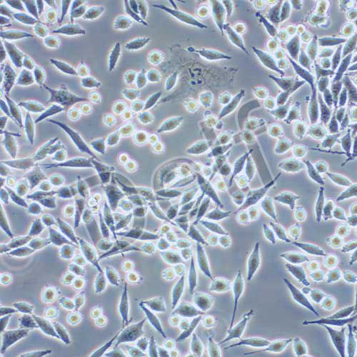 L Wnt-3A 小鼠皮下結(jié)締組織細(xì)胞