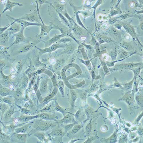 LX-2 人肝星狀細(xì)胞