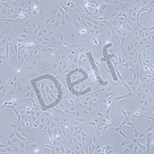 MA-104 恒河猴腎細(xì)胞