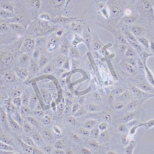 MA-104 恒河猴腎細(xì)胞