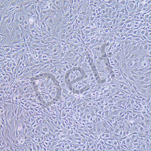 MAEC 小鼠主動(dòng)脈內(nèi)皮細(xì)胞