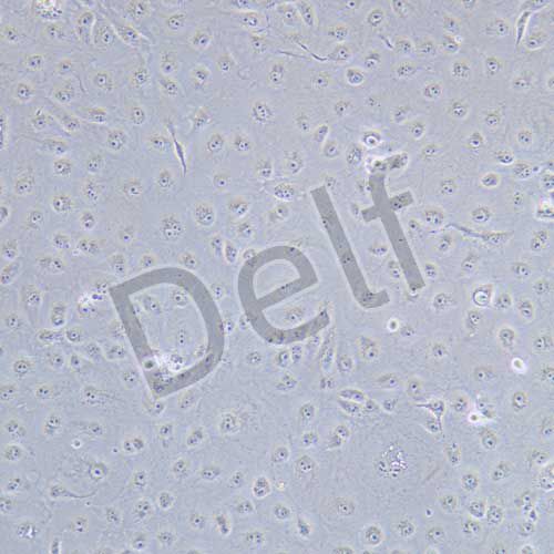 MARC145 猴胚胎腎上皮細(xì)胞