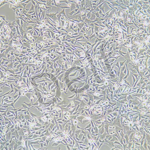 MB-49 小鼠膀胱癌細胞