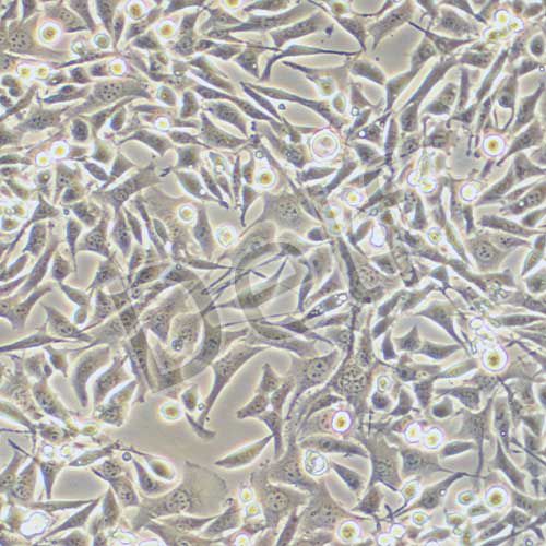 MB-49 小鼠膀胱癌細胞