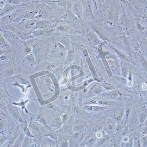 MC3T3-E1 小鼠胚胎成骨細(xì)胞