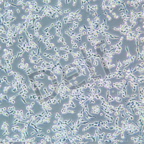 MC38 小鼠結(jié)腸癌細(xì)胞