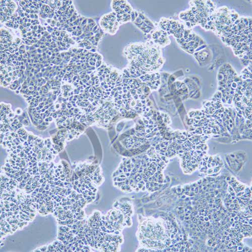 MCF-7 人乳腺癌細(xì)胞