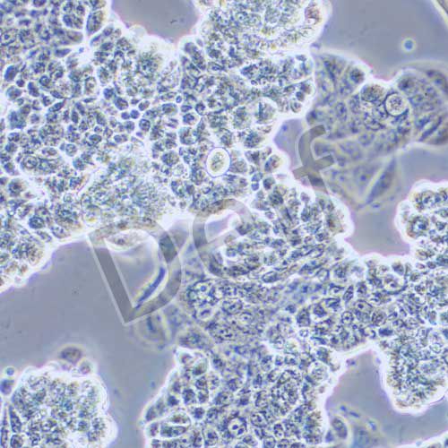 MCF-7 人乳腺癌細(xì)胞