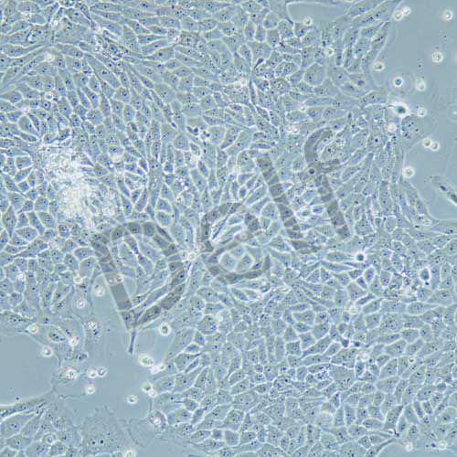 MCF-10A 人乳腺上皮細胞