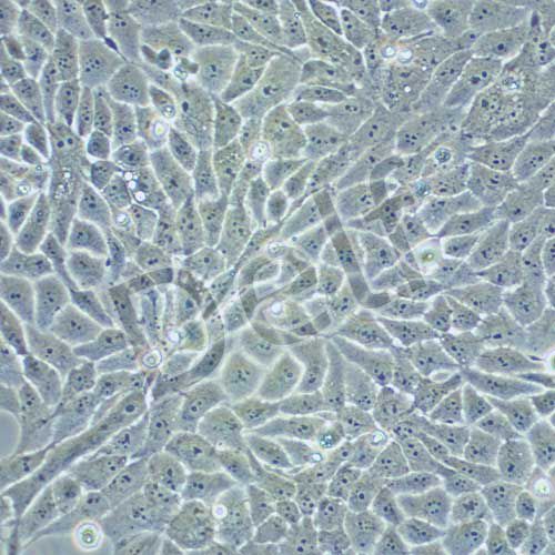 MCF-10A 人乳腺上皮細胞