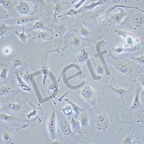 MDA-MB-157 人乳腺癌細(xì)胞