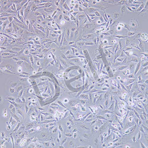 MDA-MB-231 人乳腺癌細(xì)胞