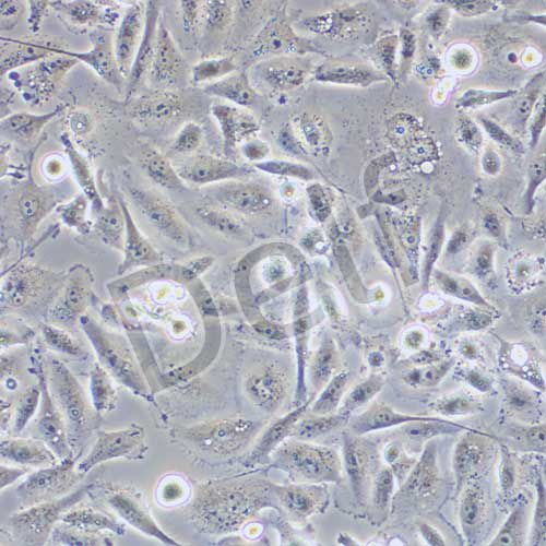 MDA-MB-231 人乳腺癌細(xì)胞