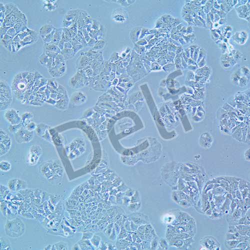 MDA-MB-415 人乳腺癌細(xì)胞