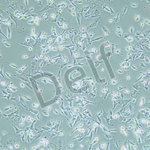 MDA-MB-436 人乳腺癌細(xì)胞