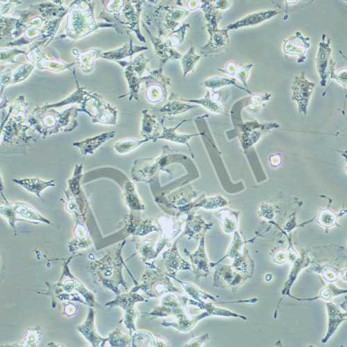 MDA-MB-436 人乳腺癌細(xì)胞