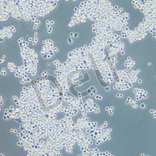 MDA-MB-453 人乳腺癌細(xì)胞