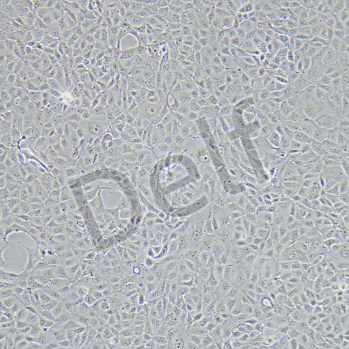 MDCK 狗腎轉化細胞