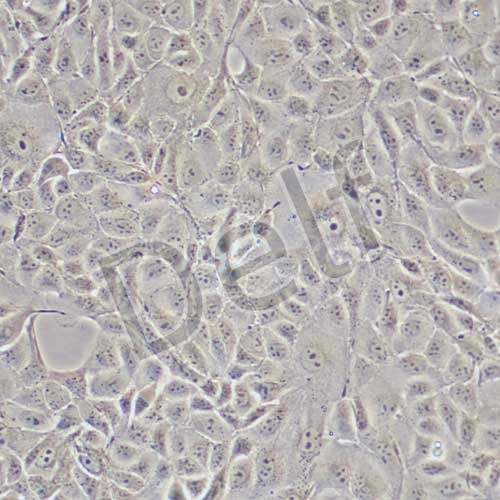 MDCK 狗腎轉化細胞