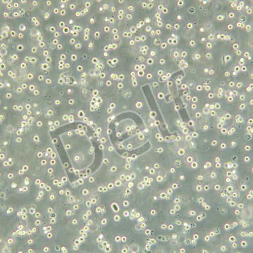 MEG-01 人成巨核細(xì)胞白血病細(xì)胞