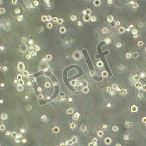 MEG-01 人成巨核細(xì)胞白血病細(xì)胞