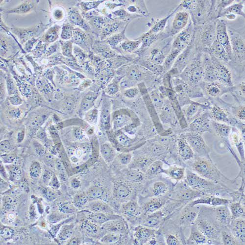 MET-5A 人膜間皮細(xì)胞