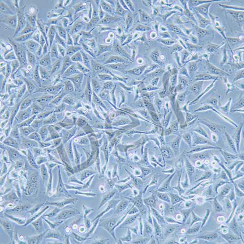 MGC-803 人胃癌細(xì)胞