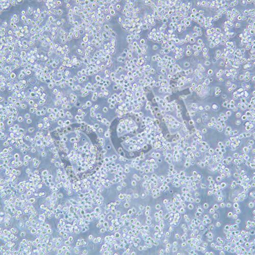 MH-S 小鼠肺泡巨噬細胞