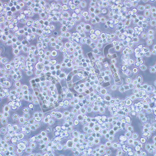 MH-S 小鼠肺泡巨噬細胞