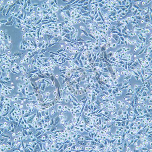 MIA-PACA-2 人胰腺癌細胞