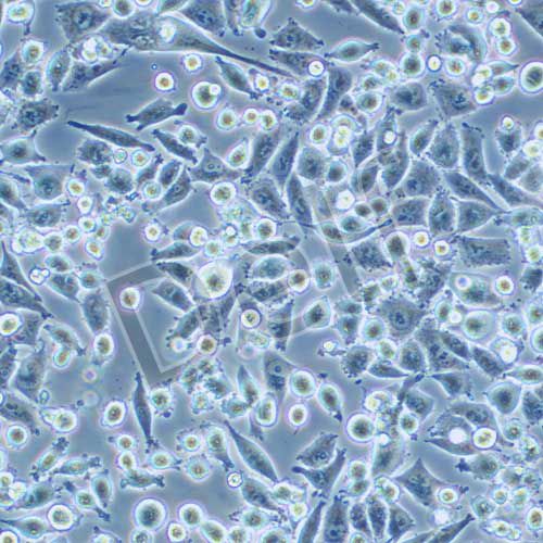 MIA-PACA-2 人胰腺癌細胞