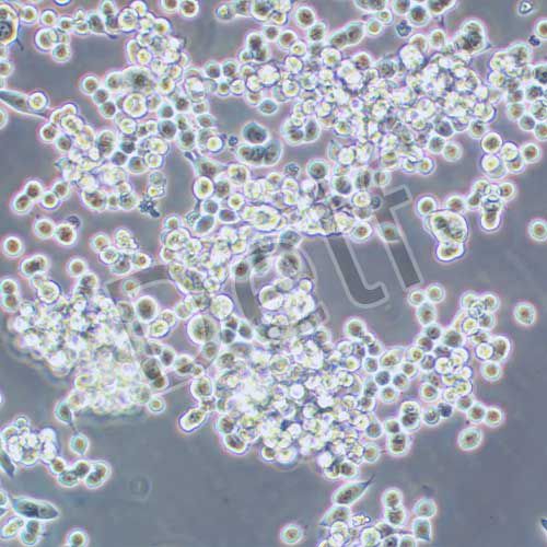 MKN-45 人胃癌細(xì)胞