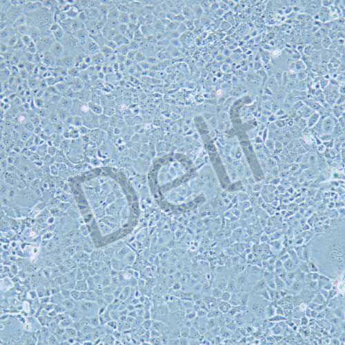 MLE-12 小鼠肺上皮細(xì)胞