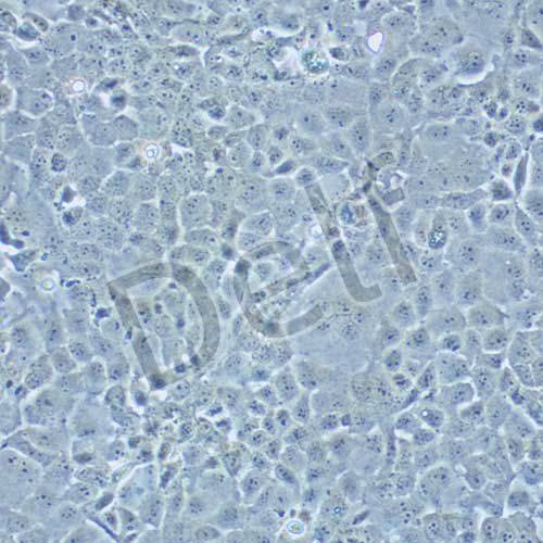 MLE-12 小鼠肺上皮細(xì)胞