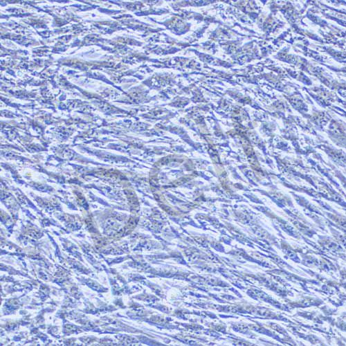 MLO-Y4 小鼠骨樣細(xì)胞(本株不供應(yīng))