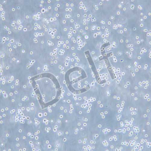 MM.1R 人多發(fā)性骨髓瘤細胞