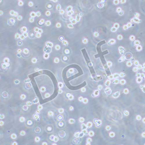 MM.1R 人多發(fā)性骨髓瘤細胞