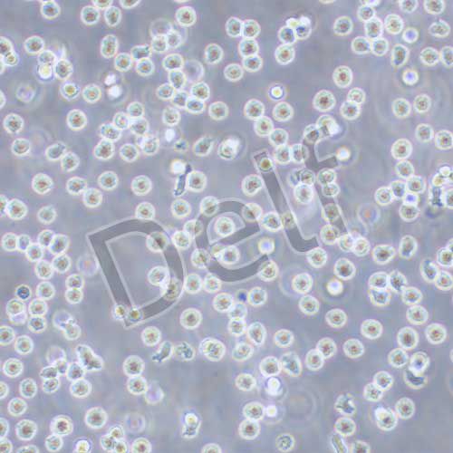 MOLT-4 人急性淋巴母細(xì)胞性白血病細(xì)胞