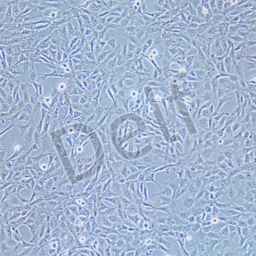 MPC-5 小鼠腎足細(xì)胞