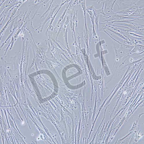 MRC-5 人胚肺成纖維細(xì)胞(有限細(xì)胞系)