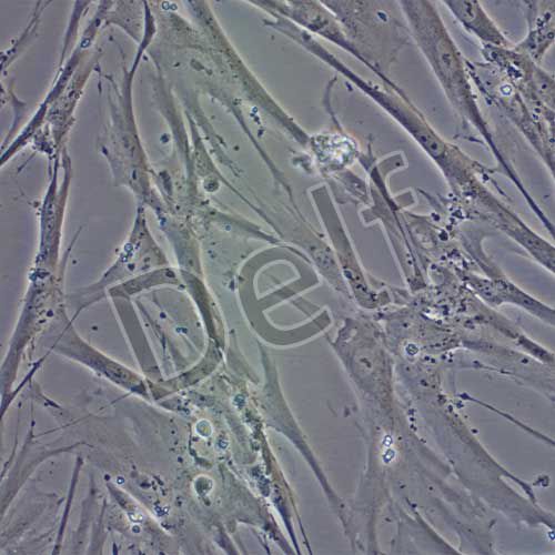 MRC-5 人胚肺成纖維細(xì)胞(有限細(xì)胞系)