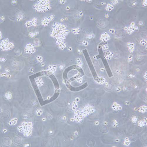 MT-4 人急性淋巴母細(xì)胞白血病細(xì)胞