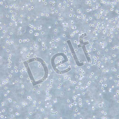 NB4 人急性早幼粒白血病細(xì)胞株