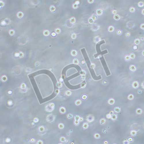 NB4 人急性早幼粒白血病細(xì)胞株