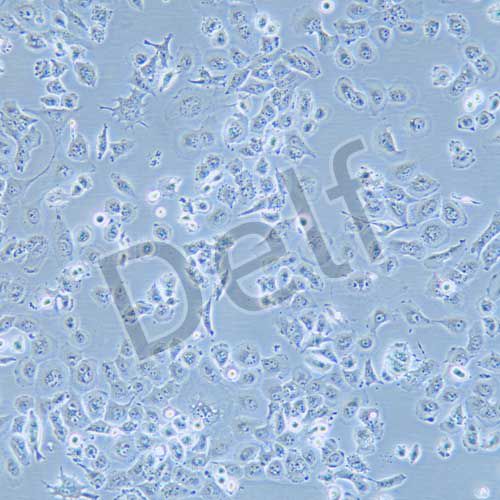 NCI-H23 人非小細胞肺癌細胞