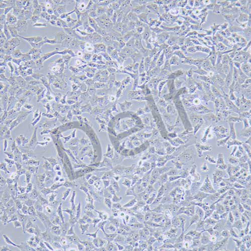 NCI-H157 人非小細(xì)胞肺腺癌細(xì)胞