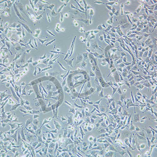 NCI-H446 人小細(xì)胞肺癌細(xì)胞