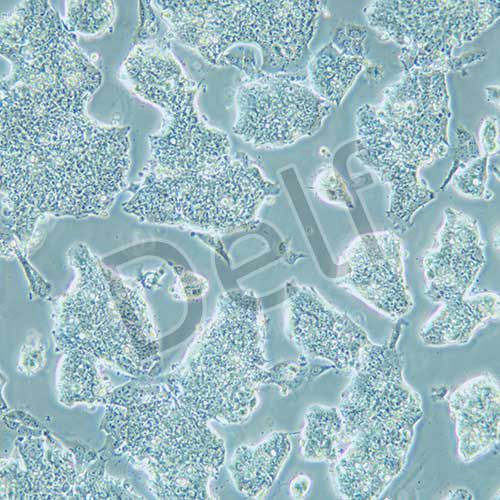 NCI-H508 人結(jié)腸直腸腺癌細(xì)胞