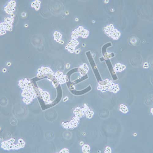 NCI-H716 人結(jié)直腸腺癌細胞